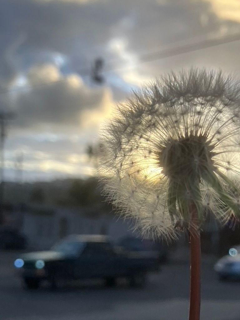 dandelion